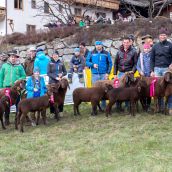 Gruppensieger Vereinsausstellung Braunes Bergschaf Tirol 2020 (9)
